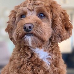 Red Cavoodle